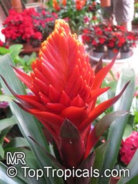 Guzmania